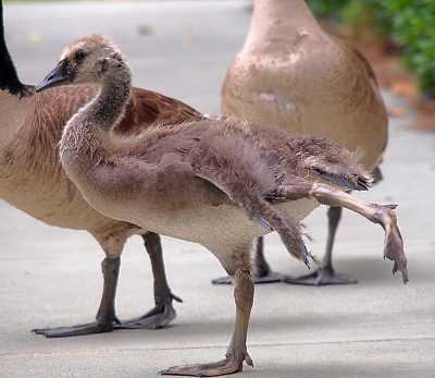 [A side view of one gosling standing on one foot on a sidewalk while it stretches the other foot and the wing(what there is of it) above that foot. Its body's surface is still mostly downy. One parent stands on the far side of it while the other stands in the background.]
